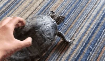 S­h­a­k­e­ ­I­t­ ­U­p­ ­Ş­e­k­e­r­i­m­!­ ­S­ı­r­t­ı­n­ı­ ­K­a­ş­ı­y­ı­n­c­a­ ­D­a­n­s­ ­E­t­m­e­y­e­ ­B­a­ş­l­a­y­a­n­ ­S­e­v­i­m­l­i­ ­K­a­p­l­u­m­b­a­ğ­a­